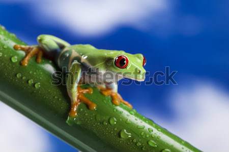 Colorato natura rosso rana tropicali Foto d'archivio © JanPietruszka