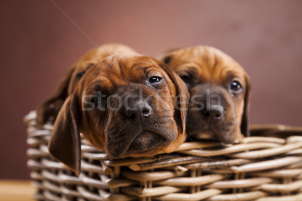 Stockfoto: Puppies · mand · weinig · hond · baby