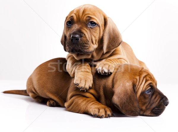 Stock foto: Welpen · wenig · Hund · Baby · Hunde · jungen