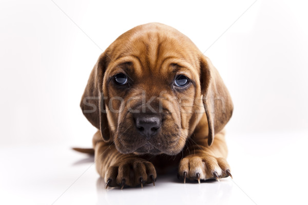 Puppy weinig hond baby honden jonge Stockfoto © JanPietruszka