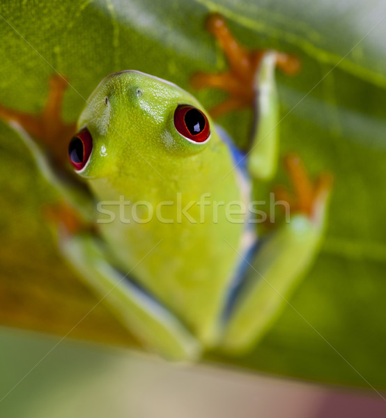 Red eye tree frog Stock photo © JanPietruszka