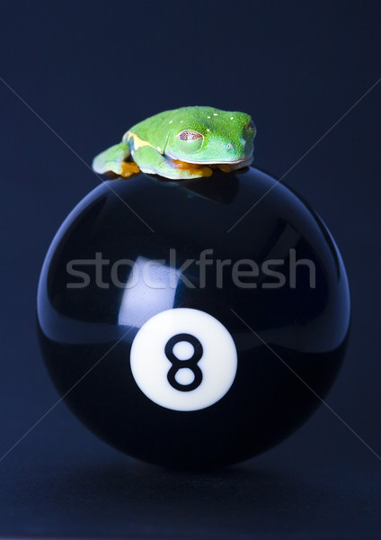 Red eyed frog green tree on colorful background Stock photo © JanPietruszka