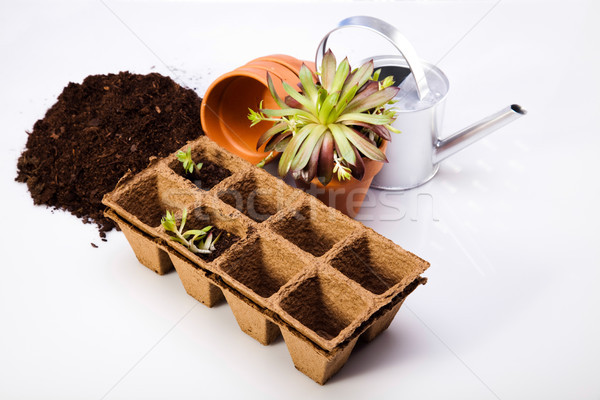 Garten lebendig hellen Frühling Gras Natur Stock foto © JanPietruszka