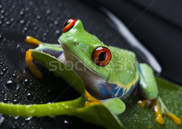 Frog in the jungle on colorful background Stock photo © JanPietruszka