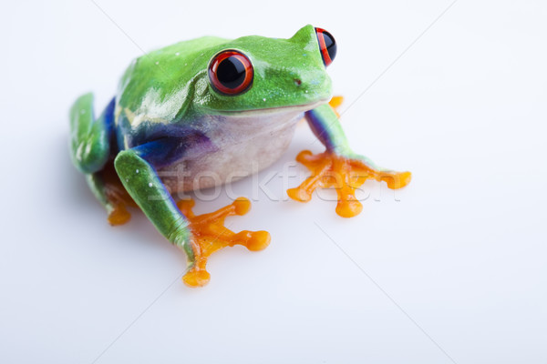 Black Rocket and green frog, funny bright tone concept Stock photo © JanPietruszka
