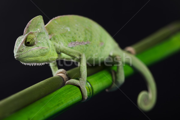 Chamäleon Kreuz Hintergrund Porträt Tiere funny Stock foto © JanPietruszka