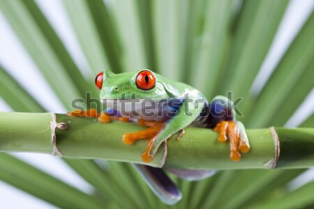 Stock photo: Tree frog