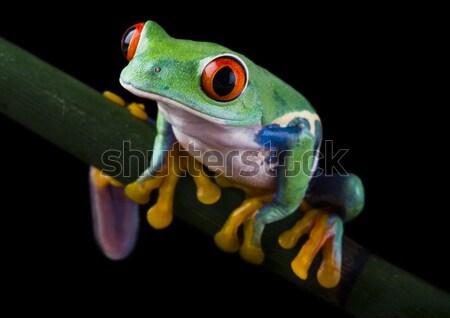 Red eye tree frog on leaf on colorful background Stock photo © JanPietruszka