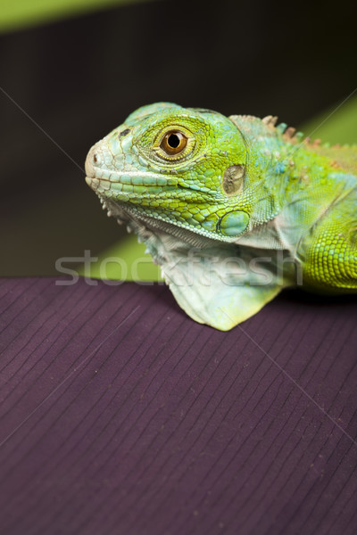 Lagarto brilhante colorido árvore verde Foto stock © JanPietruszka