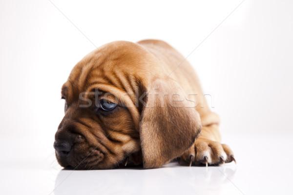 Puppy Stock photo © JanPietruszka
