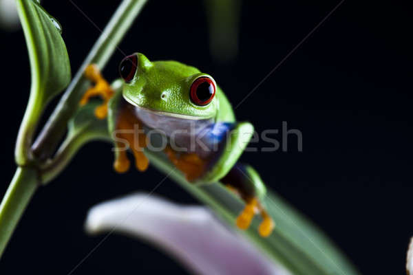 カラフル 自然 葉 赤 カエル ストックフォト © JanPietruszka
