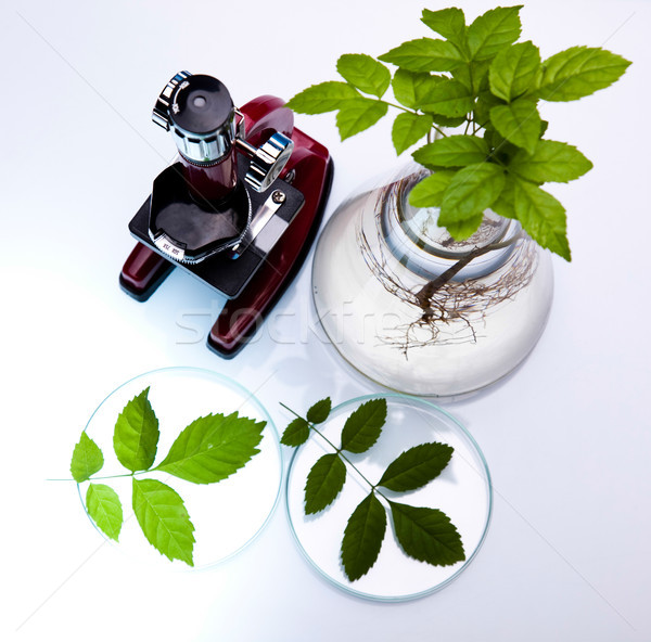 Laboratórium üvegáru felszerlés kísérleti növény orvosi Stock fotó © JanPietruszka