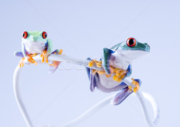 Stock photo: Flying Frog in the jungle on colorful background