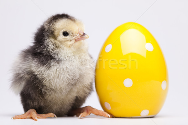 Baby chick Ostern Vogel Huhn Feder Stock foto © JanPietruszka