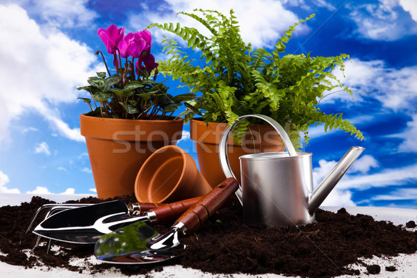 Foto stock: Jardín · planta · brillante · primavera · flor