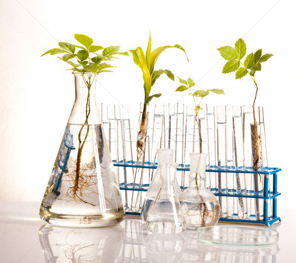 Laboratory glassware equipment, Experimental plant Stock photo © JanPietruszka