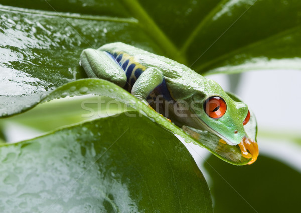 Flying Frog in the jungle on colorful background Stock photo © JanPietruszka