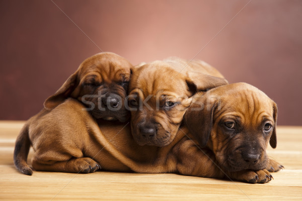 Baby honden weinig hond jonge verdriet Stockfoto © JanPietruszka