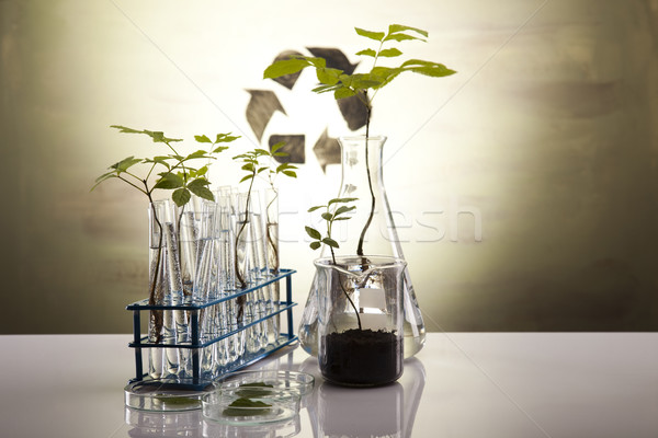 Floral science in laboratory  Stock photo © JanPietruszka