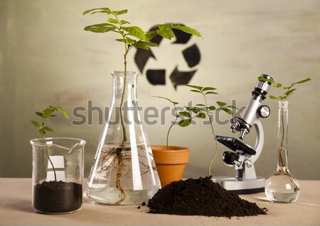 Ecology laboratory experiment in plants Stock photo © JanPietruszka