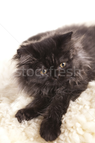 Funny kitten  Stock photo © JanPietruszka