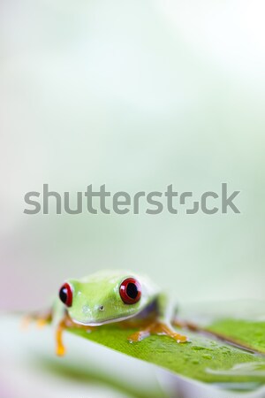 Stock photo: Tree frog