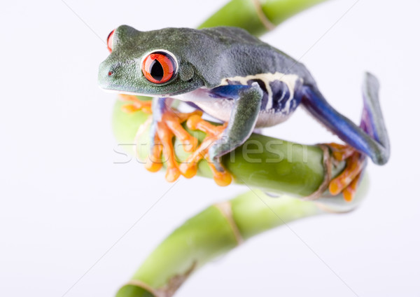 [[stock_photo]]: Rouge · oeil · coloré · nature · feuille