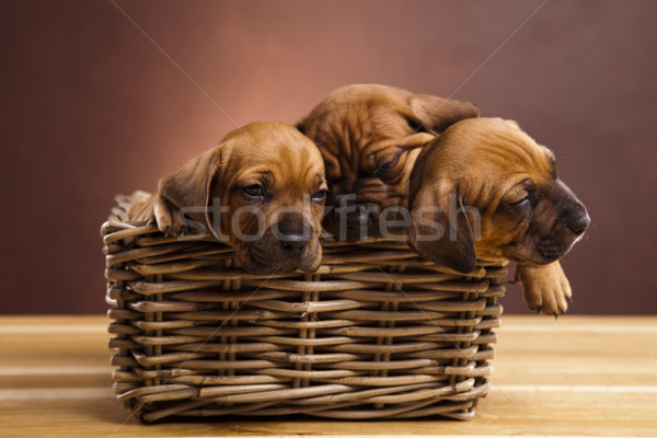 Puppies mand weinig hond baby Stockfoto © JanPietruszka