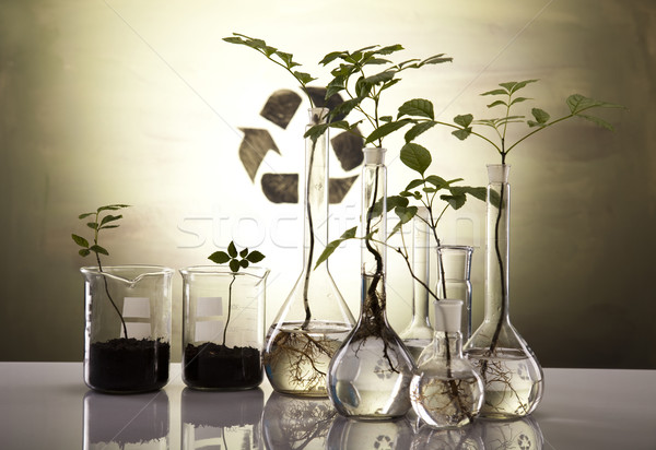 植物群 實驗室 性質 醫藥 植物 實驗室 商業照片 © JanPietruszka