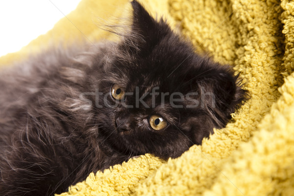 Poesje oog katten dier mooie huisdieren Stockfoto © JanPietruszka