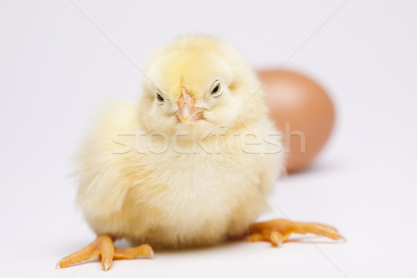 Baby chick Pasen vogel kip veer Stockfoto © JanPietruszka