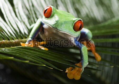 Flying Frog in the jungle on colorful background Stock photo © JanPietruszka