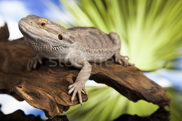 Lagarto raiz barbudo dragão verde pé Foto stock © JanPietruszka