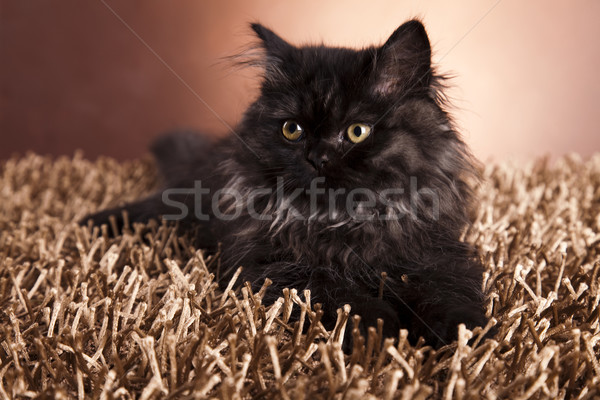 [[stock_photo]]: Kitty · drôle · chaton · oeil · chats · animaux