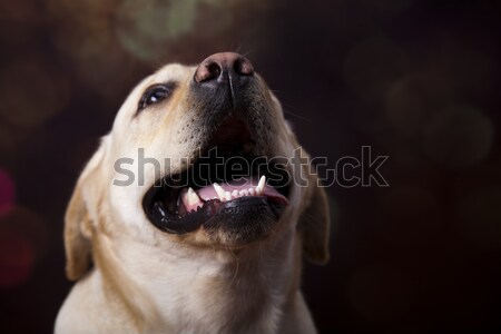 Stockfoto: Hond · labrador · retriever · gezicht · portret · dier · puppy