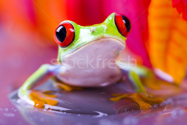 Rosso occhi colorato natura foglia Foto d'archivio © JanPietruszka