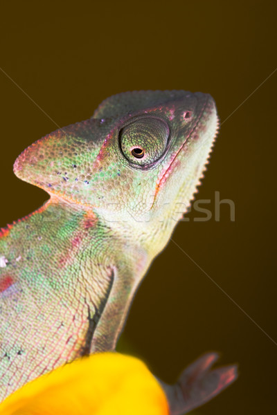 Chameleon jasne żywy egzotyczny klimat kwiat Zdjęcia stock © JanPietruszka