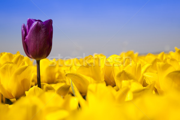 Stockfoto: Windmolen · kleurrijk · tulpen · lentebloemen · vers · voorjaar