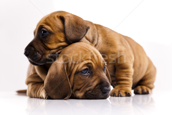  Baby dogs Stock photo © JanPietruszka