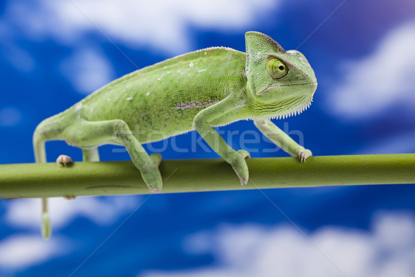 Foto stock: Lagarto · famílias · camaleão · atravessar · fundo · retrato