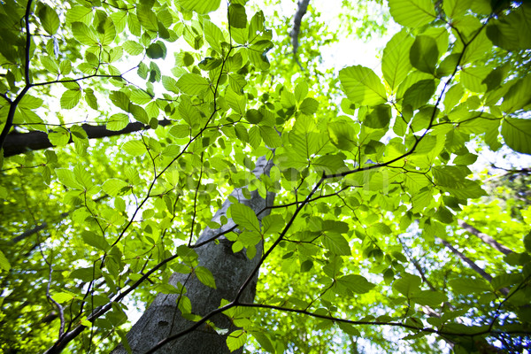 Stockfoto: Bladeren · natuurlijke · voorjaar · licht · blad · frame