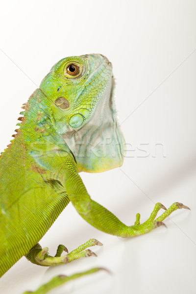 Iguana isolated on white background Stock photo © JanPietruszka