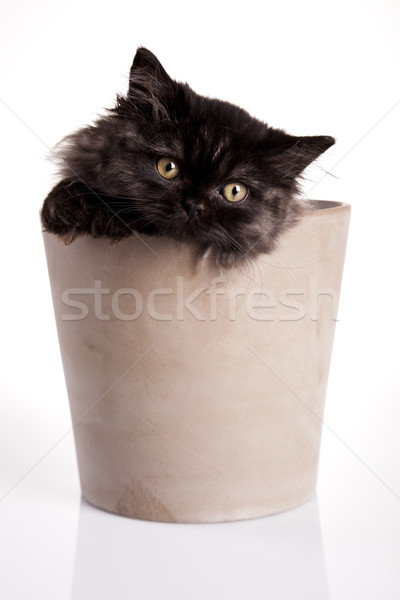 Funny kitten  Stock photo © JanPietruszka