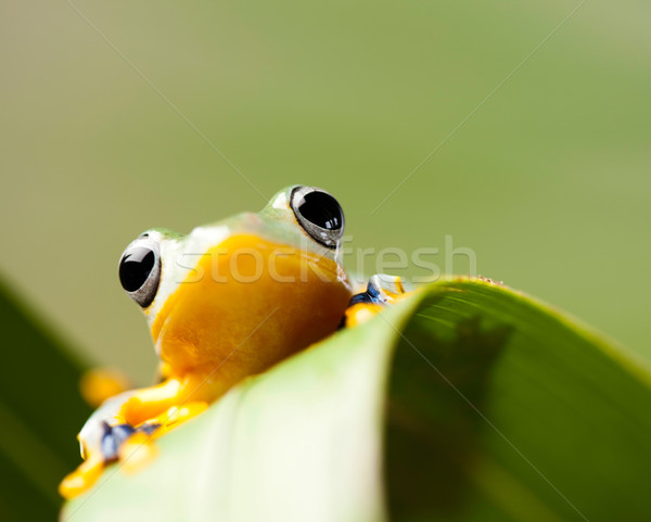 Green tree frog on colorful background Stock photo © JanPietruszka