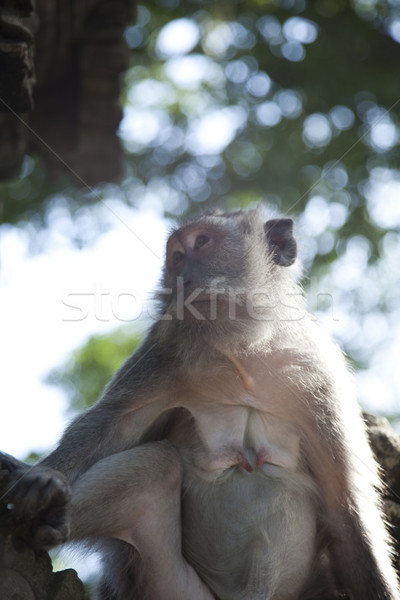 サル バリ 島 インドネシア 明るい カラフル ストックフォト © JanPietruszka