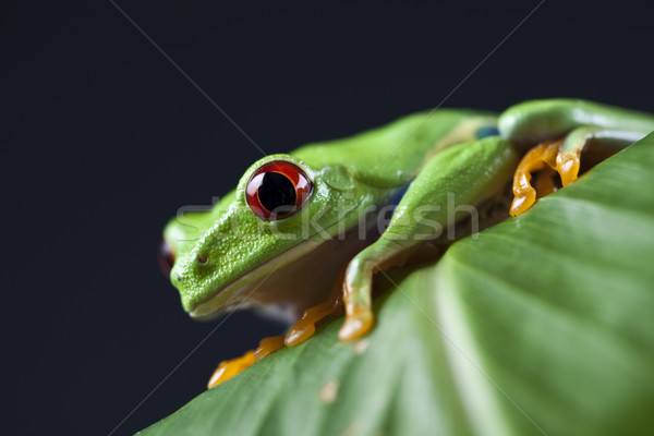 エキゾチック カエル カラフル 自然 葉 赤 ストックフォト © JanPietruszka
