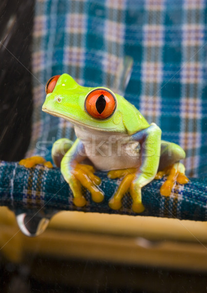 赤 眼 カラフル 自然 カエル ストックフォト © JanPietruszka