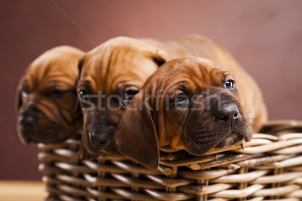 Puppies, wicker basket  Stock photo © JanPietruszka