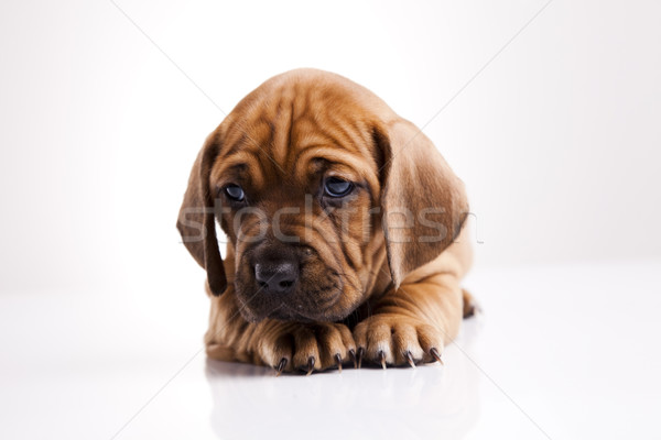 Hund wenig Baby Hunde jungen Trauer Stock foto © JanPietruszka