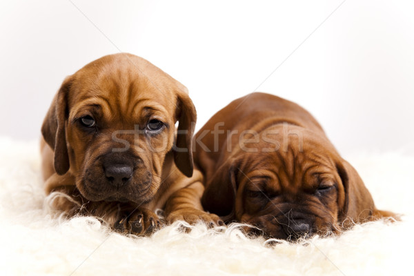 Baby dogs Stock photo © JanPietruszka